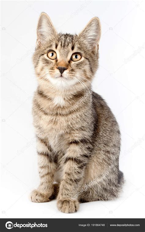 Beautiful Tabby Cat Sitting And Looking Up Stock Photo By ©natalia7