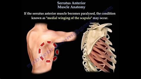 Serratus Anterior Muscle Anatomy Winged Scapula Everything You Need