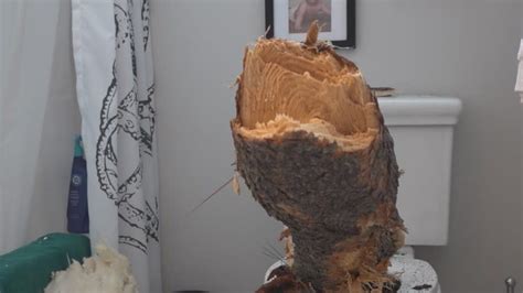 ‘one In A Million Sisters Man Finds Fallen Tree Limb That Landed In