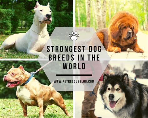 Top 10 Strongest And Largest Dog Breeds In The World Large Dog Breeds