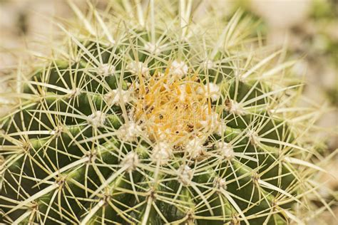 Barrel Cactus Plant In An Arid Desert Garden Stock Image Image Of