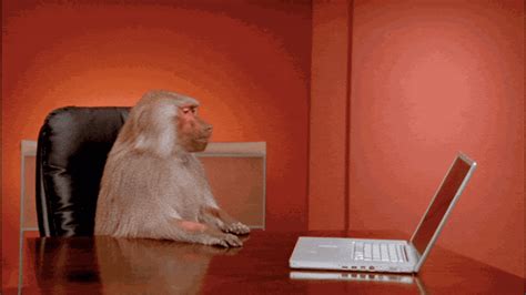 Boardroom Baboon Office Meme Creators Interview Complex