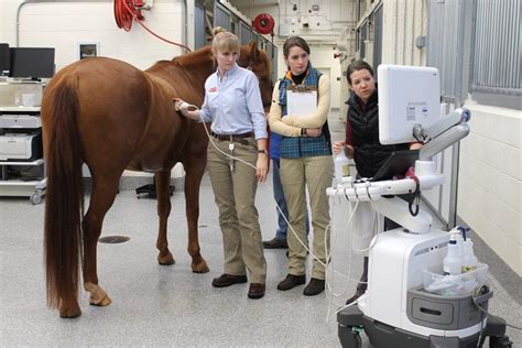 Large Animal Medicine Veterinary Teaching Hospital Virginia Tech
