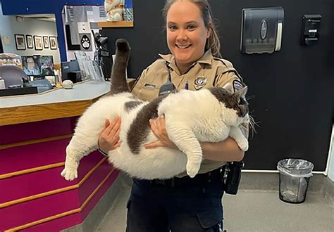 Jumbo Cat Goes Viral After Animal Rescuers Put It Up For Adoption