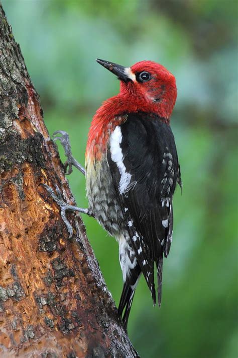 Look (and listen) for pileated woodpeckers whacking at dead trees and fallen logs in search of their main prey, carpenter ants, leaving unique rectangular holes in the wood. Red-breasted Sapsucker Photograph by Angie Vogel
