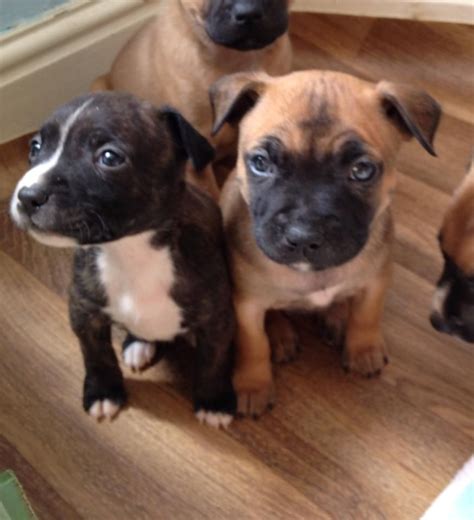 Staffordshire Bull Terrier Puppies For Sale Staffy Bull Terrier
