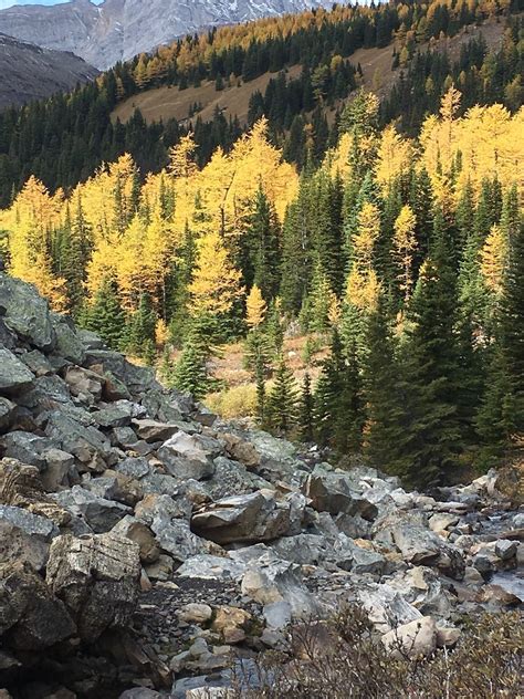 Arethusa Cirque Route Alberta Canada Alltrails