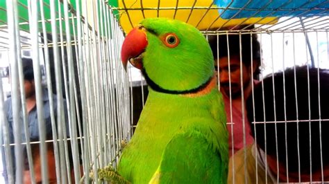 Parakeets Price In Bird Market Amazing Beautiful Parakeets In Local