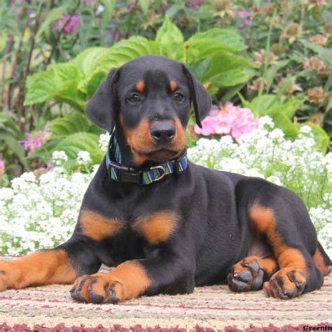 Doberman Pinscher Puppies For Sale Greenfield Puppies Doberman