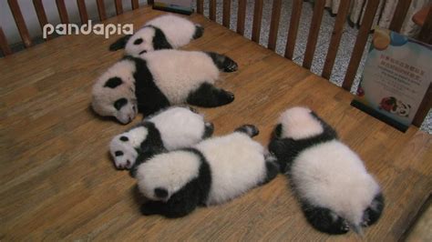 Sleeping Panda Babies Youtube