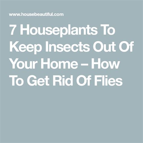 7 Houseplants To Help Keep Insects Out Of Your Home Houseplants Get
