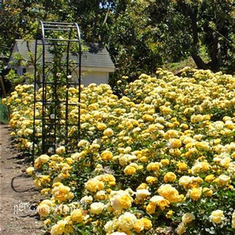 Julia Child Rose New Garden Plants