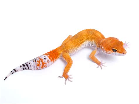 Tangerine Leopard Gecko 4 070117 Female Gecko Daddy