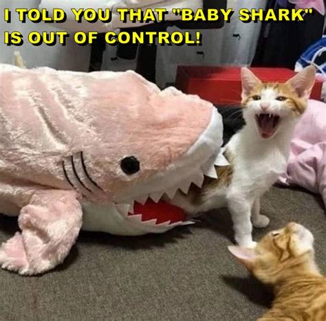 Baby Shark Is Out Of Control Lolcats Lol Cat Memes Funny