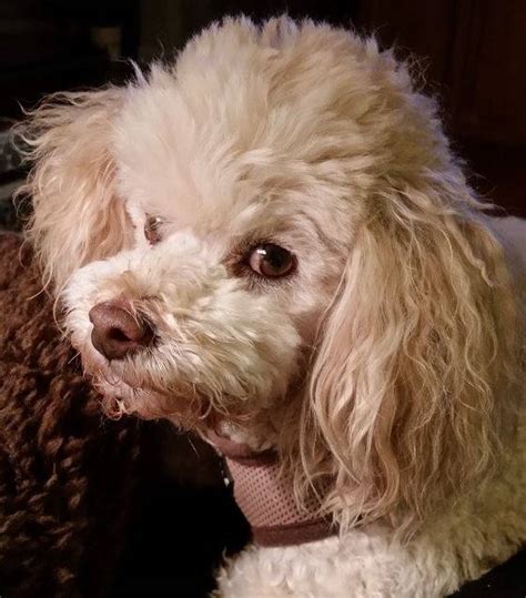 Rehomed Rudy Bichon Frise Poodle Mix In Austin Tx