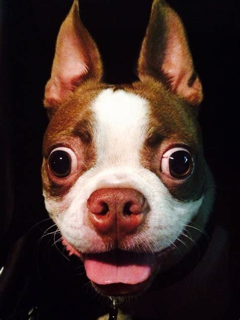Why Do Boston Terriers Have Bug Eyes