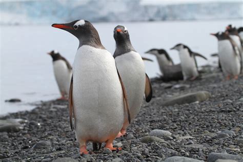 11 Facts About Penguins And Polar Bears Blog Explore
