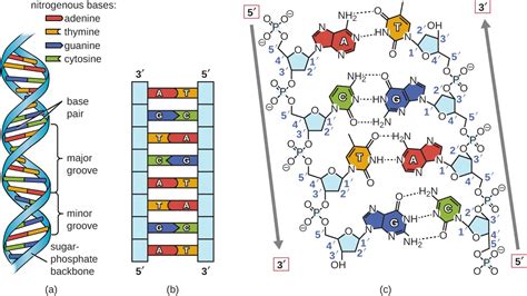 Structure And Function Of Dna Microbiology