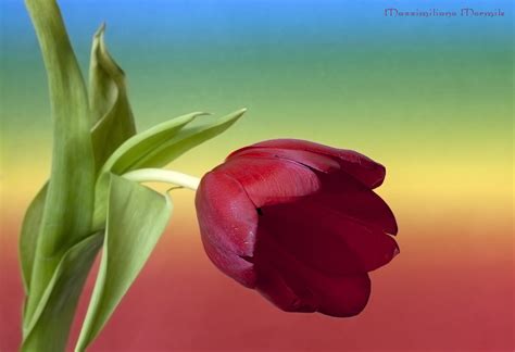 Il tulipano rosso | Tulips, Flowers, Plants