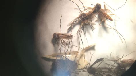 Zika Virus Mass Sterilize The Male Mosquitoes Cnn