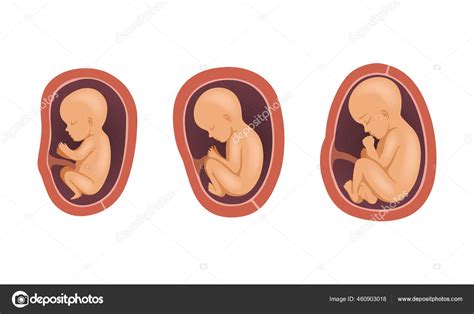 Proceso De Desarrollo Fetal O Conjunto De Vectores En Etapa