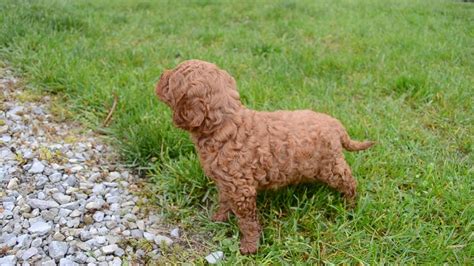 135 likes · 138 talking about this. Jake Mini Goldendoodle - Family Bred Puppies - YouTube