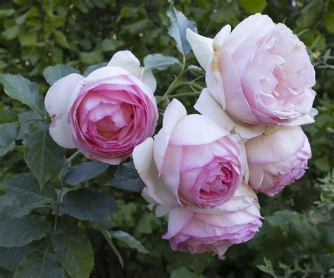 How To Grow Climbing Roses In Your Garden Garden Design