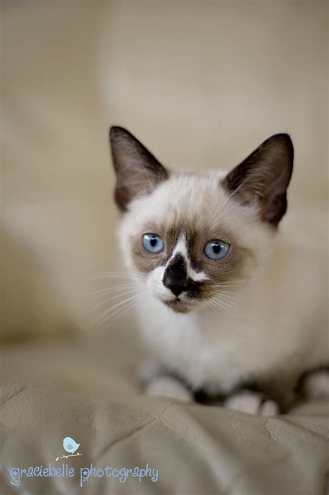 Snowshoe Siamese The New Little Guy Of The House Pretty Cats Cats