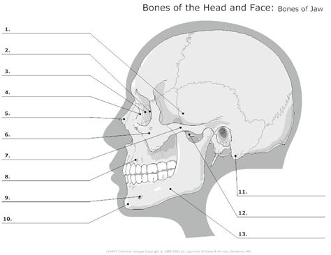 35 Blank Skull To Label Labels For Your Ideas