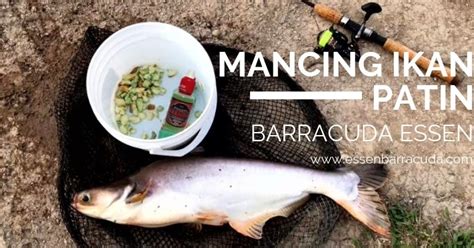 Pelbagai jenis masakan dan resepi dari ikan patin untuk dinikmati semua. Cara Membuat Umpan Jitu Mancing Ikan Patin ~ Barracuda Store