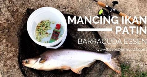 Tentunya akan lebih baik jika anda membuat campuran umpan sendiri di rumah. Cara Membuat Umpan Jitu Mancing Ikan Patin ~ Barracuda Store