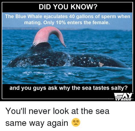The Best Whales Memes Memedroid