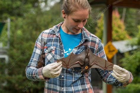 Tolga Bat Hospital Volunteer Handing Little Red Flying Fox Stock