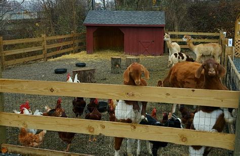 Petting zoo can be obtained through madness at the darkmoon faire card packs, through crafting, or as an arena reward. Petting Zoo - Demarest Farms Orchard, Farm Store & Garden ...