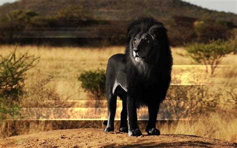Animals Lion Black Melanism Wallpapers Hd Desktop And Mobile