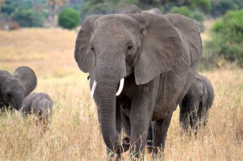 Elephants Elephants In Tarangire National Park Tanzania Megan