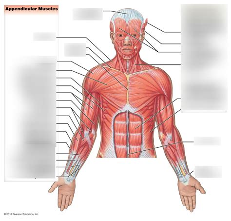 Front Muscles Diagram Quizlet