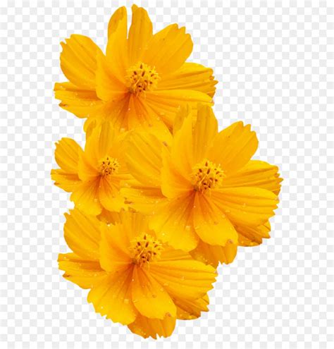 Yellow Flower Vector At Collection Of Yellow Flower