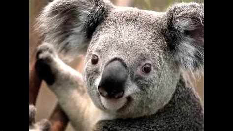 You Laugh You Loose Koala Bear Youtube