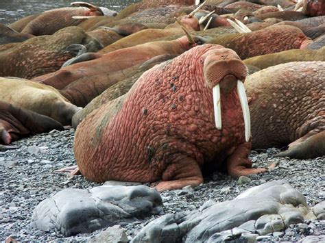 Live On Your Computer 2 Ton Walruses Frolicking On A Remote Pacific