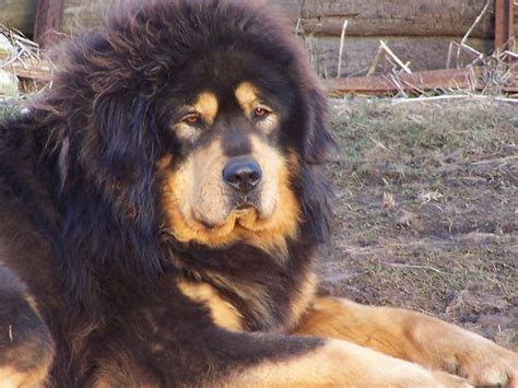 Tibetan Mastiff Dogs Large Dog Breeds Mastiff Puppies Giant Dog Breeds