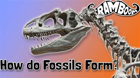 How Do Fossils Form Youtube
