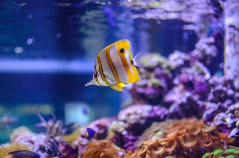 Troubleshooting Stray Voltage in a Saltwater Aquarium