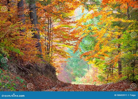 Beautiful Autumn Trees In The Colorful Forest Yellow Green An Stock