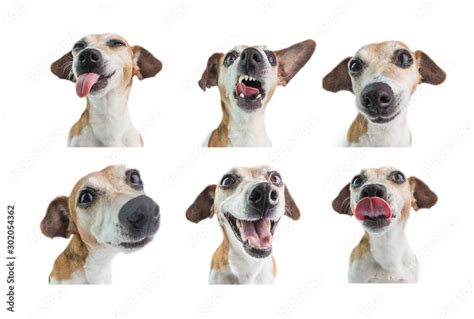 How Can You Tell A Dogs Emotions