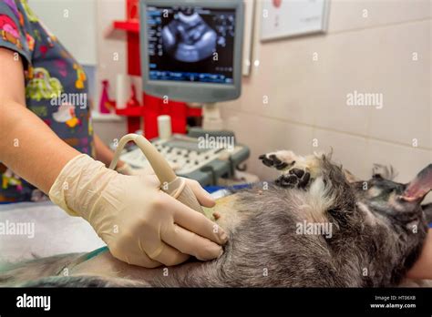 Dog Having Ultrasound Scan In Vet Clinic Stock Photo Alamy