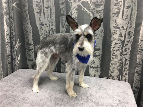 It is a job that requires skill, precision, patience, and the ability to adapt to any situation. Schnauzer | Rich dog, Dogs, Dog groomers
