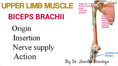 Biceps Brachii Muscle Origin Insertion Nerve Supply And Action Youtube