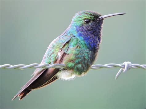 Sapphire Throated Hummingbird Ebird