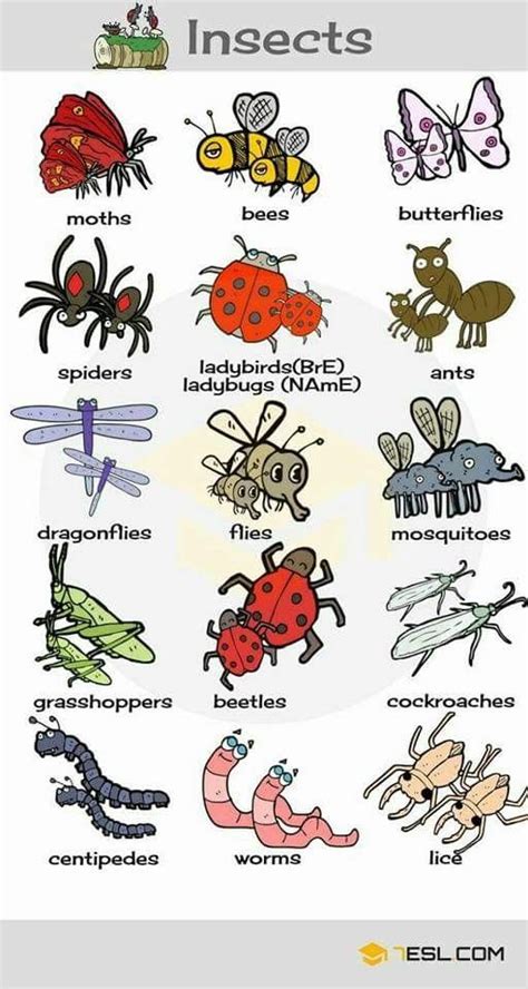 Vocabulario Insectos Vocabulario En Ingles Palabras Inglesas